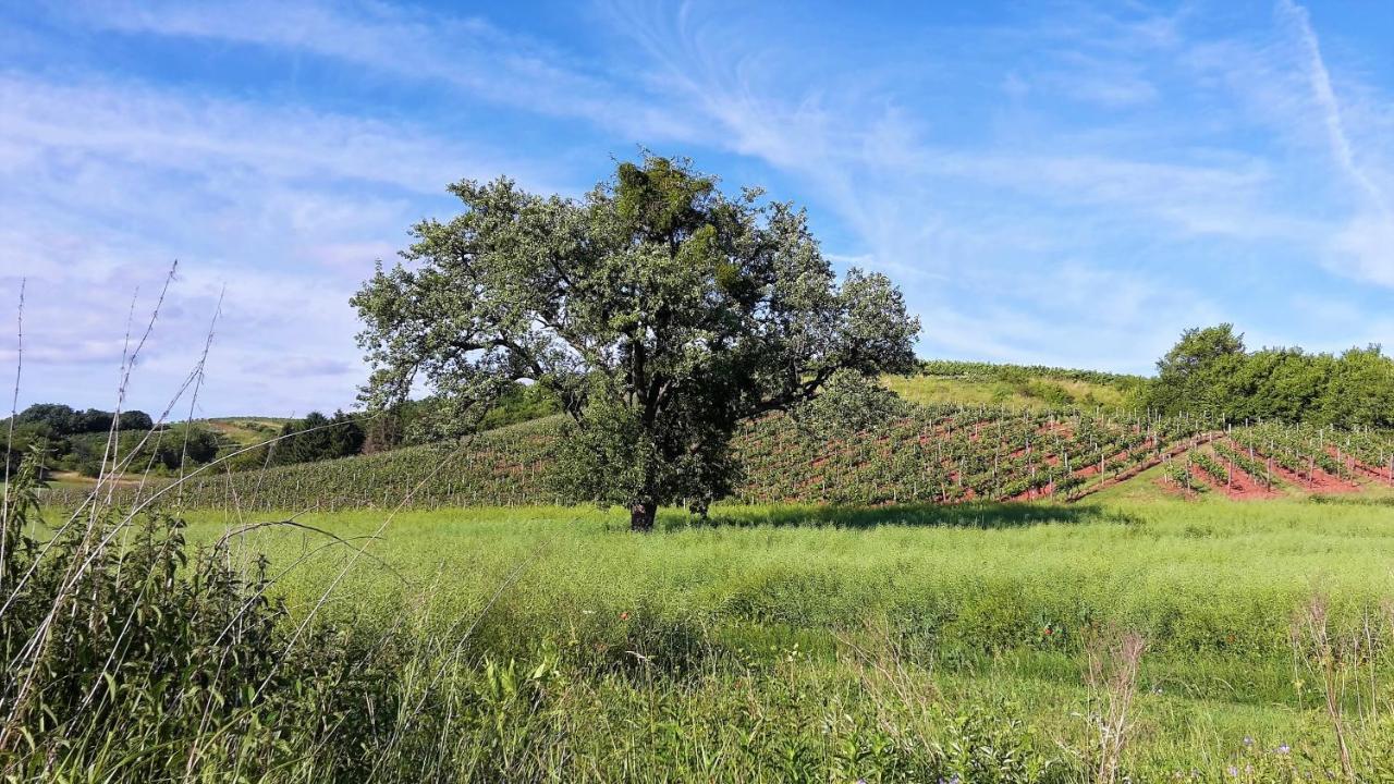Haus Mit Seele Im Nahetal Weinsheim  외부 사진